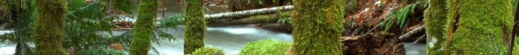 rainforest1.jpg
